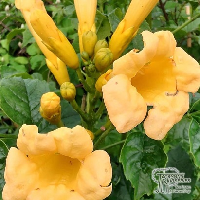 Campsis radicans flava